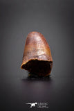 04148 - Well Preserved 0.64 Inch Elosuchus Cherifiensis Crocodile Tooth From Kem Kem