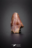 04149 - Well Preserved 0.70 Inch Elosuchus Cherifiensis Crocodile Tooth From Kem Kem