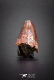 04149 - Well Preserved 0.70 Inch Elosuchus Cherifiensis Crocodile Tooth From Kem Kem