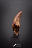 04151 - Beautiful 1.05 Inch Elosuchus Cherifiensis Crocodile Tooth From Kem Kem