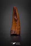 04152 - Beautiful 0.90 Inch Elosuchus Cherifiensis Crocodile Tooth From Kem Kem