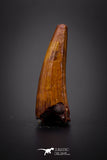 04152 - Beautiful 0.90 Inch Elosuchus Cherifiensis Crocodile Tooth From Kem Kem