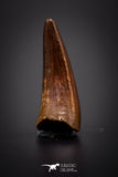 04158 - Beautiful 0.84 Inch Elosuchus Cherifiensis Crocodile Tooth From Kem Kem