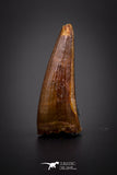 04158 - Beautiful 0.84 Inch Elosuchus Cherifiensis Crocodile Tooth From Kem Kem