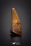 04161 - Beautiful 0.79 Inch Elosuchus Cherifiensis Crocodile Tooth From Kem Kem