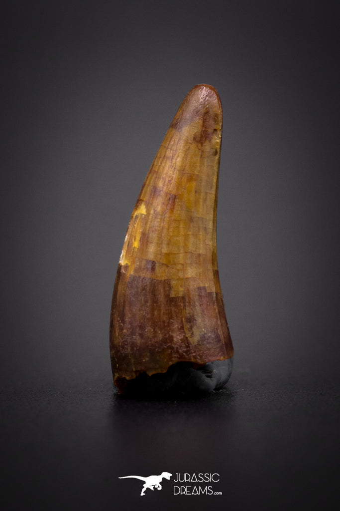 04161 - Beautiful 0.79 Inch Elosuchus Cherifiensis Crocodile Tooth From Kem Kem