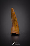 04164 - Beautiful 0.73 Inch Elosuchus Cherifiensis Crocodile Tooth From Kem Kem