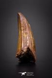 04165 - Beautiful 0.98 Inch Elosuchus Cherifiensis Crocodile Tooth From Kem Kem