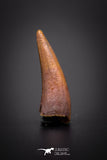 04166 - Beautiful 0.84 Inch Elosuchus Cherifiensis Crocodile Tooth From Kem Kem