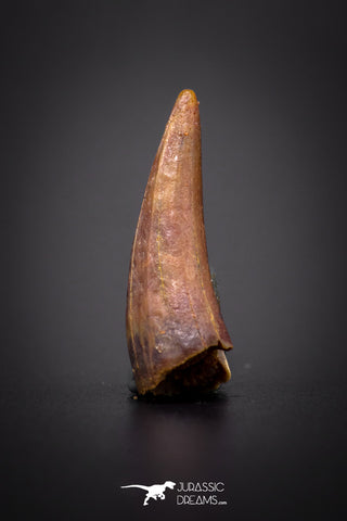 04166 - Beautiful 0.84 Inch Elosuchus Cherifiensis Crocodile Tooth From Kem Kem