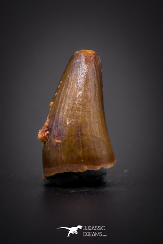 04167 - Beautiful 0.51 Inch Elosuchus Cherifiensis Crocodile Tooth From Kem Kem