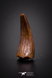 04169 - Beautiful 0.61 Inch Elosuchus Cherifiensis Crocodile Tooth From Kem Kem