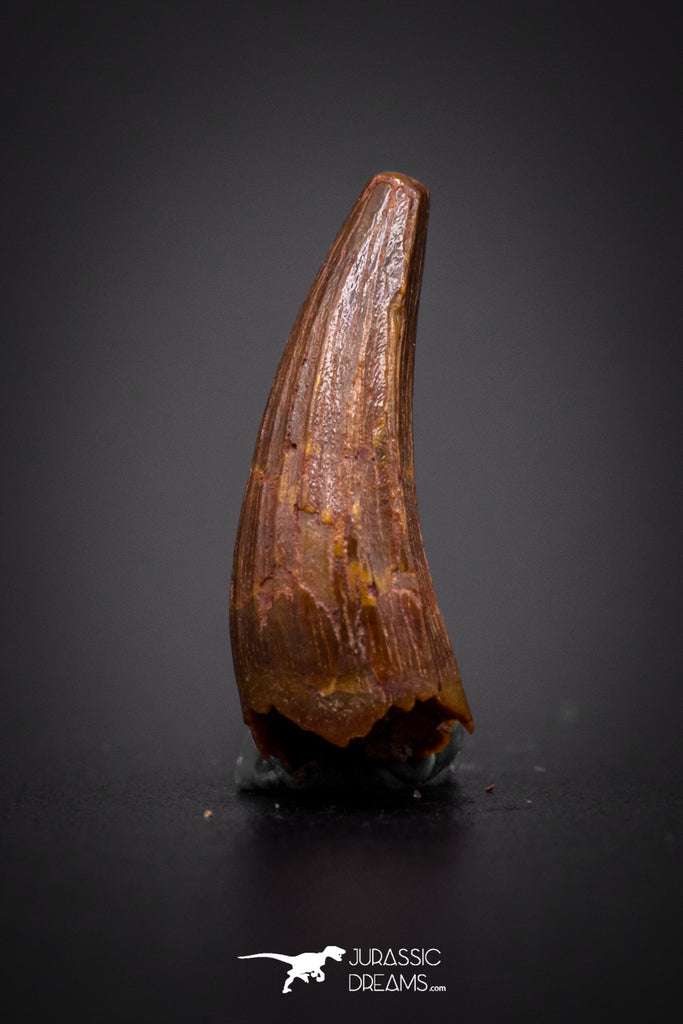 04169 - Beautiful 0.61 Inch Elosuchus Cherifiensis Crocodile Tooth From Kem Kem