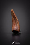04170 - Beautiful 0.59 Inch Elosuchus Cherifiensis Crocodile Tooth From Kem Kem
