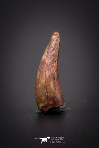 04170 - Beautiful 0.59 Inch Elosuchus Cherifiensis Crocodile Tooth From Kem Kem