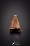 04171 - Beautiful 0.36 Inch Elosuchus Cherifiensis Crocodile Tooth From Kem Kem