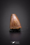 04171 - Beautiful 0.36 Inch Elosuchus Cherifiensis Crocodile Tooth From Kem Kem