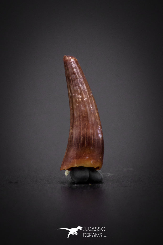 04174 - Beautiful 0.45 Inch Elosuchus Cherifiensis Crocodile Tooth From Kem Kem