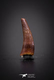 04174 - Beautiful 0.45 Inch Elosuchus Cherifiensis Crocodile Tooth From Kem Kem