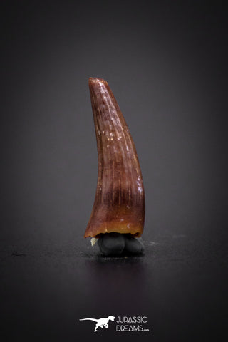 04174 - Beautiful 0.45 Inch Elosuchus Cherifiensis Crocodile Tooth From Kem Kem