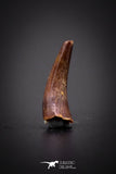 04174 - Beautiful 0.45 Inch Elosuchus Cherifiensis Crocodile Tooth From Kem Kem