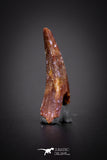 04176 - Beautiful 0.57 Inch Elosuchus Cherifiensis Crocodile Tooth From Kem Kem