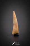 04177 - Beautiful 0.45 Inch Elosuchus Cherifiensis Crocodile Tooth From Kem Kem