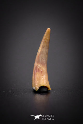 04177 - Beautiful 0.45 Inch Elosuchus Cherifiensis Crocodile Tooth From Kem Kem