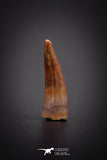 04178 - Beautiful 0.58 Inch Elosuchus Cherifiensis Crocodile Tooth From Kem Kem