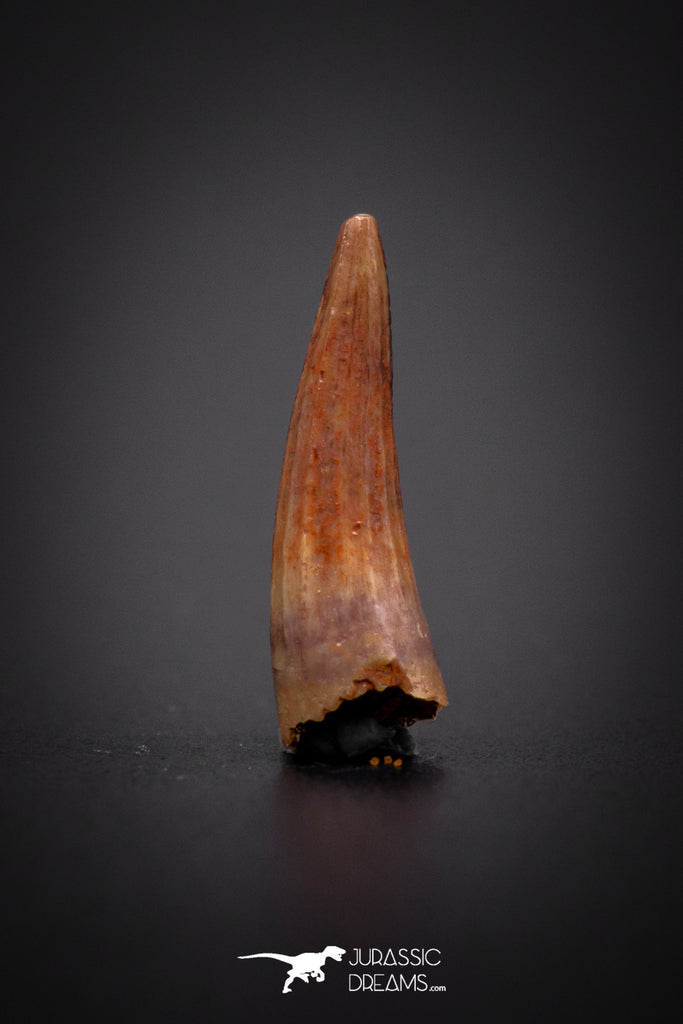04178 - Beautiful 0.58 Inch Elosuchus Cherifiensis Crocodile Tooth From Kem Kem