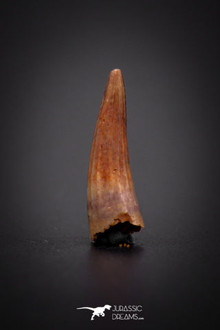 04178 - Beautiful 0.58 Inch Elosuchus Cherifiensis Crocodile Tooth From Kem Kem