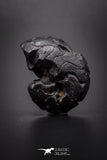 04180 - Superb Pyritized 1.00 Inch Goniatites Devonian Cephalopod