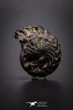 04181 - Superb Pyritized 0.93 Inch Goniatites Devonian Cephalopod