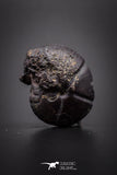 04182 - Superb Pyritized 0.79 Inch Goniatites Devonian Cephalopod