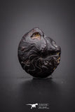 04183 - Superb Pyritized 0.57 Inch Goniatites Devonian Cephalopod