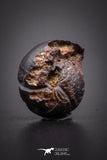04184 - Superb Pyritized 0.52 Inch Goniatites Devonian Cephalopod