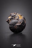 04185 - Superb Pyritized 0.48 Inch Goniatites Devonian Cephalopod