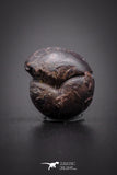04186 - Superb Pyritized 0.41 Inch Goniatites Devonian Cephalopod