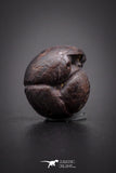 04186 - Superb Pyritized 0.41 Inch Goniatites Devonian Cephalopod