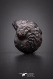04187 - Superb Pyritized 0.42 Inch Goniatites Devonian Cephalopod