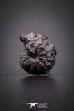 04188 - Superb Pyritized 0.35 Inch Goniatites Devonian Cephalopod
