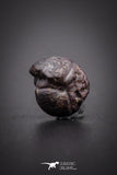 04189 - Superb Pyritized 0.31 Inch Goniatites Devonian Cephalopod
