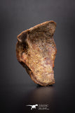 04191 - Rare Unidentified 1.22 Inch Partial Body Fish With Scales From Kem Kem Basin