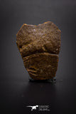 04198 - Rare Unidentified 1.12 Inch Turtle Plate Bone From Kem Kem