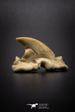 04199 - Super Rare Pathologically Deformed Double Tipped 0.80 Inch Otodus obliquus Shark Tooth