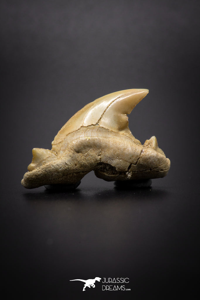 04199 - Super Rare Pathologically Deformed Double Tipped 0.80 Inch Otodus obliquus Shark Tooth