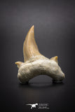 04200 - Super Rare Pathologically Deformed Double Tipped 1.31 Inch Otodus obliquus Shark Tooth