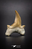 04200 - Super Rare Pathologically Deformed Double Tipped 1.31 Inch Otodus obliquus Shark Tooth