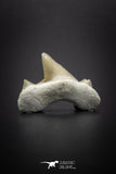04205 - Super Rare Pathologically Deformed 0.78 Inch Otodus obliquus Shark Tooth