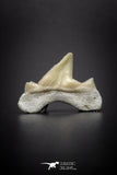 04205 - Super Rare Pathologically Deformed 0.78 Inch Otodus obliquus Shark Tooth